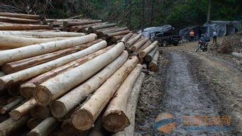 楸木原木及日用品批發(fā) 優(yōu)質(zhì)資源與一站式服務(wù)